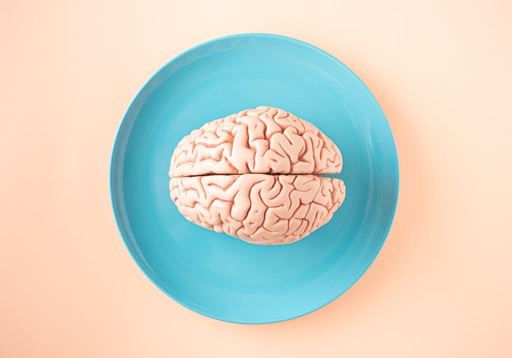 Human brain anatomical model on a plate